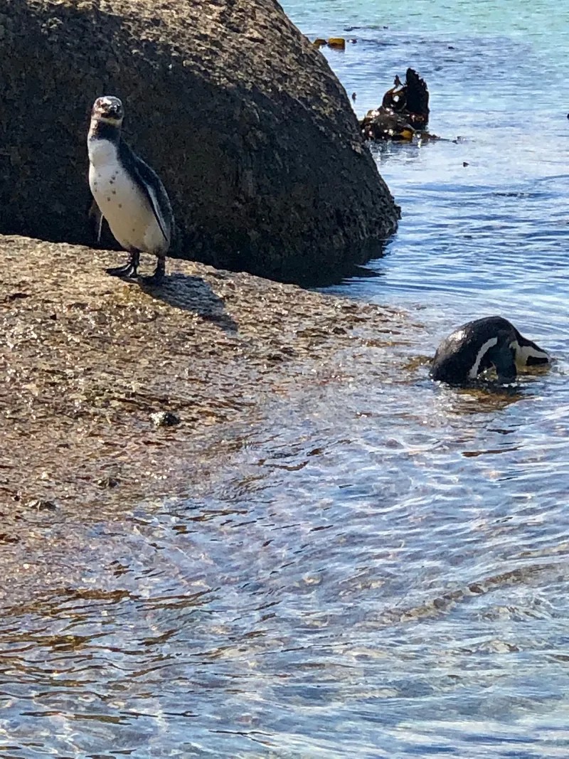 African penguin boulders beach.B5Gbr5It - Penguins at Boulders Beach