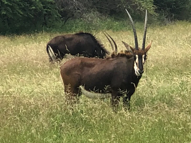 Antelope.M9MrZvMh - Big Five Safaris