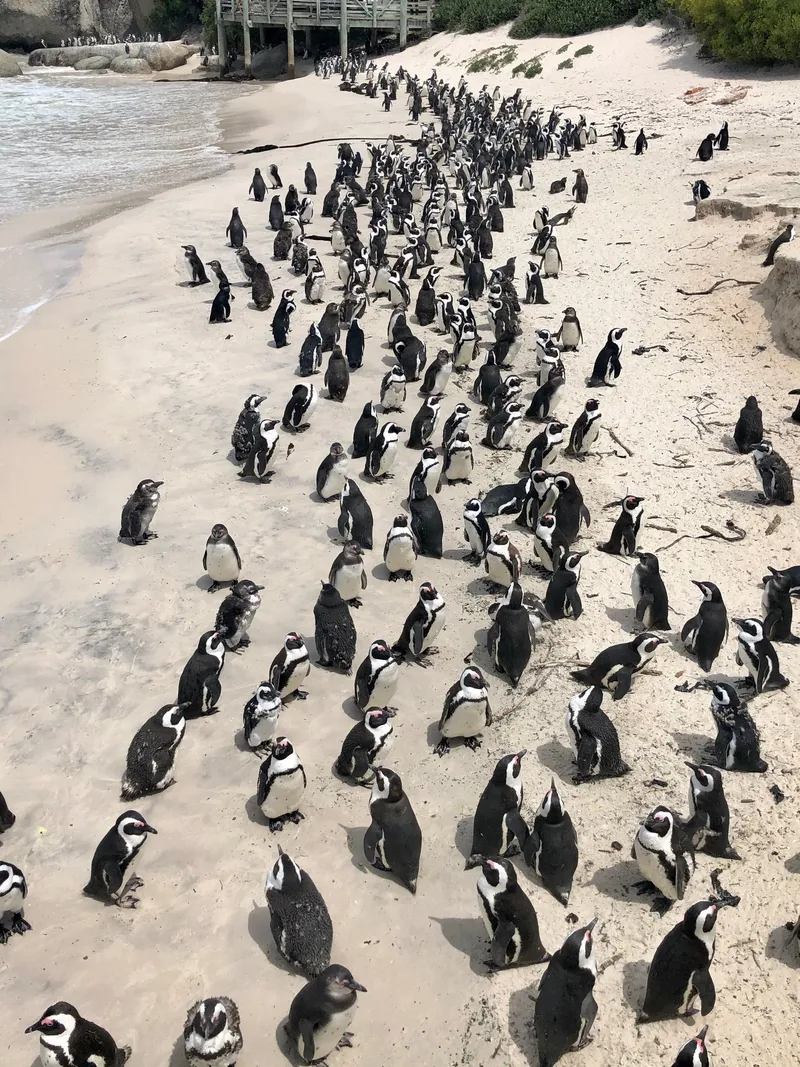 Boulders beach simons town.CnwyrQVJ - Penguins at Boulders Beach