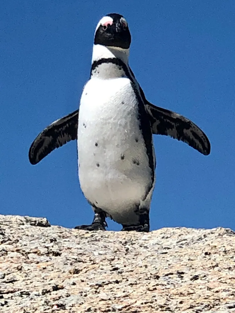 Boulders beach.CSrZeuXb - Penguins at Boulders Beach