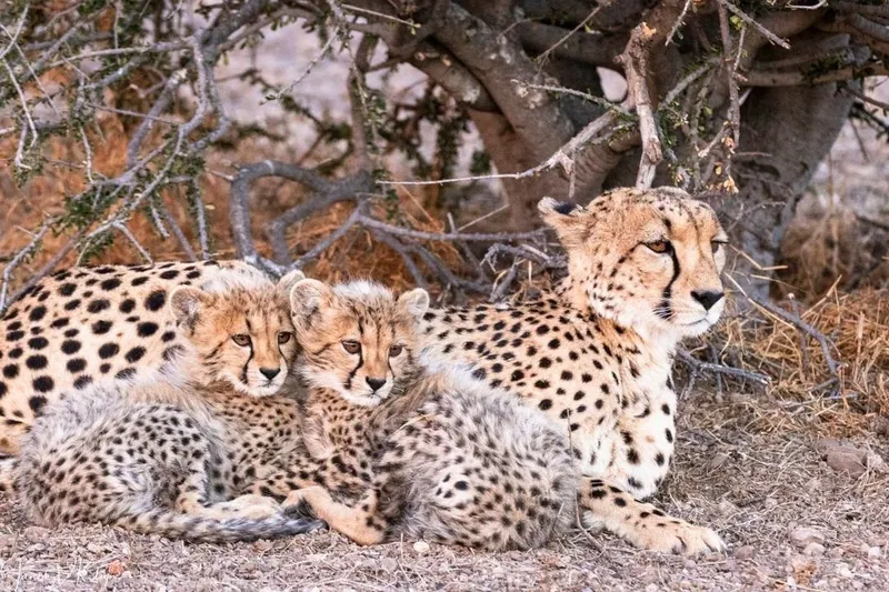 Cheetah eastern cape.D0qi5_cS - Big Five Safaris