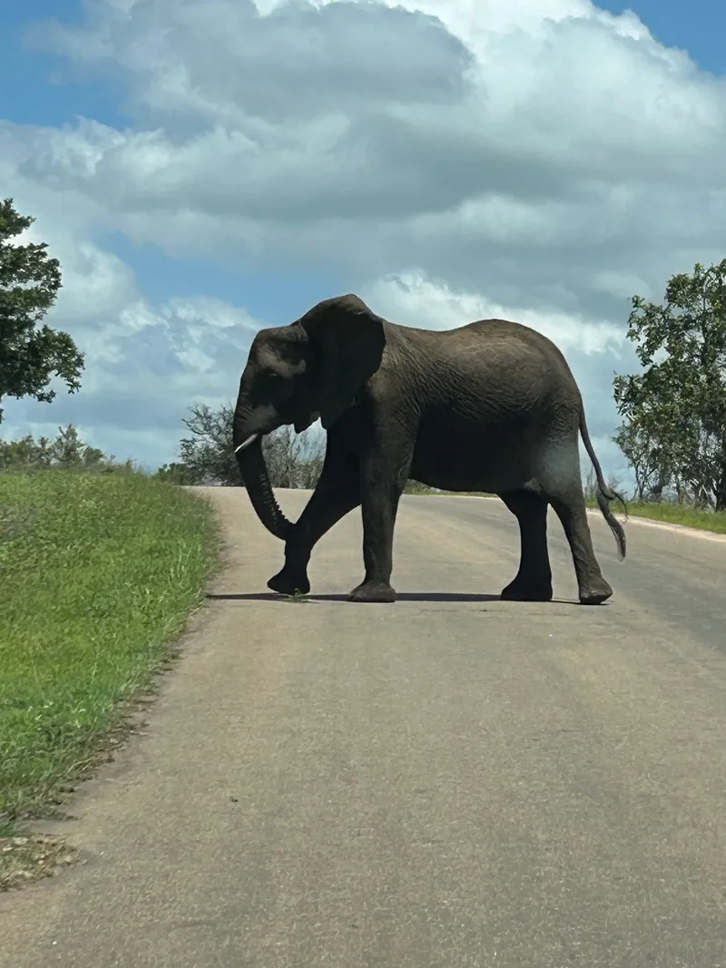 Elephant eatern cape safari.DMYpJVp5 - Big Five Safaris