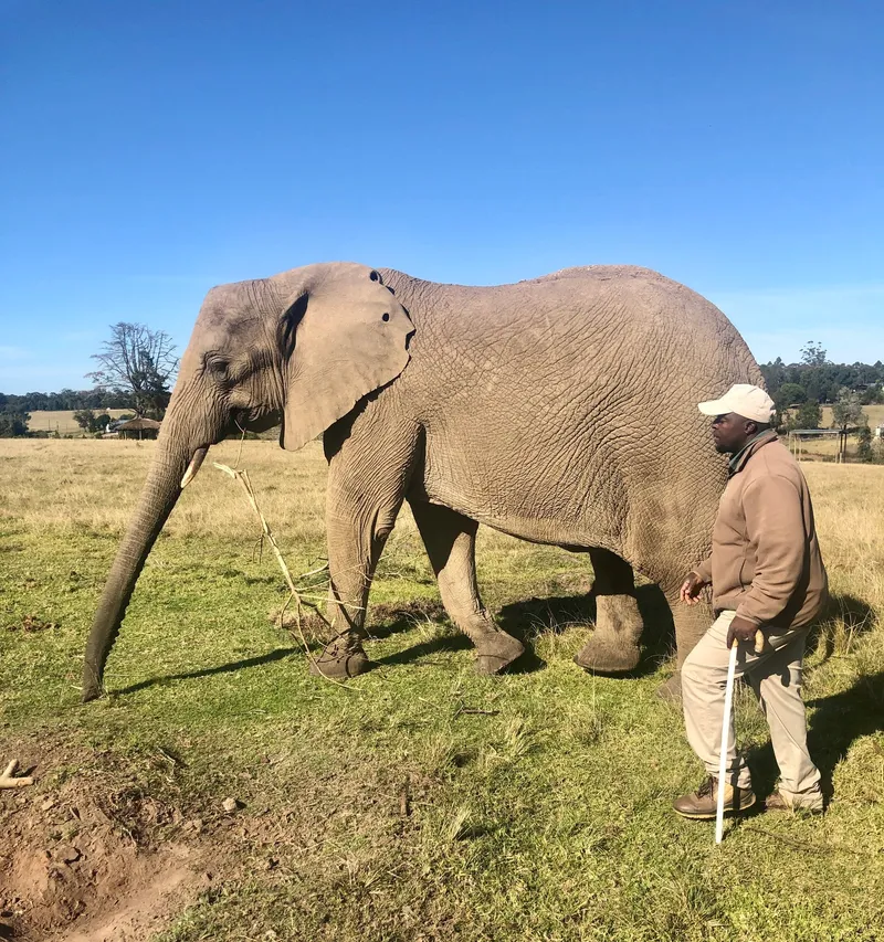 Elephant garden route.BQ7hGG0_ - Garden Route