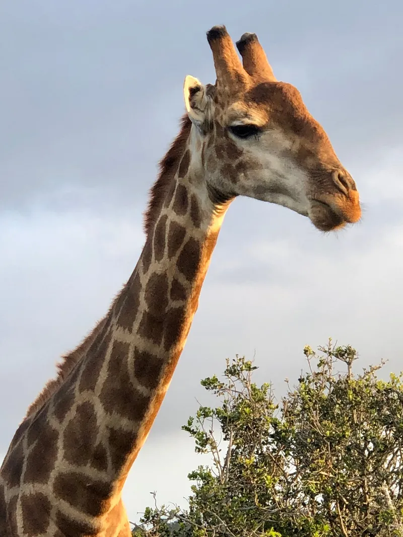 Giraffe eastern cape.UXTzp3Ac - Big Five Safaris
