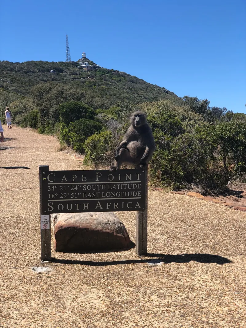 Icape point baboon.BTX4Ybzc - Cape Point & Cape of Good Hope