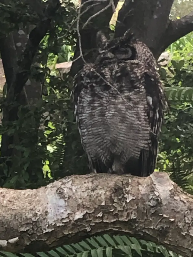 Kirstenbosch & Groot Constantia