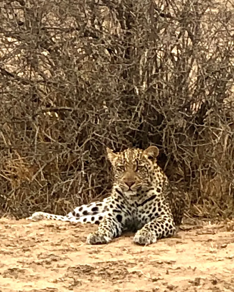 Leopard.BFCr4tZv - Big Five Safaris