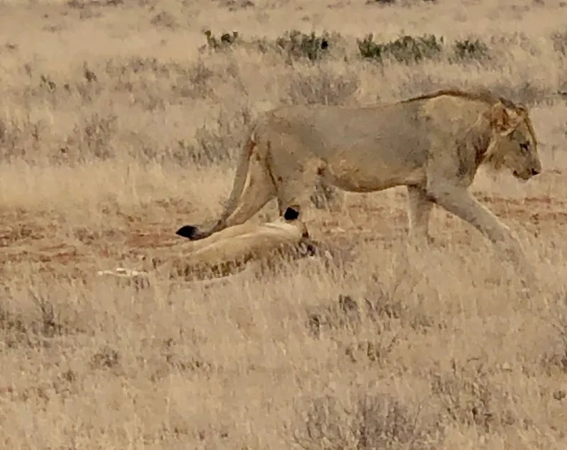 Lion e cape.Vrg3t5 l - Big Five Safaris