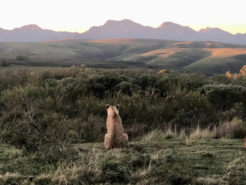Lioness eastern cape.Bg_oNV9o - Big Five Safaris