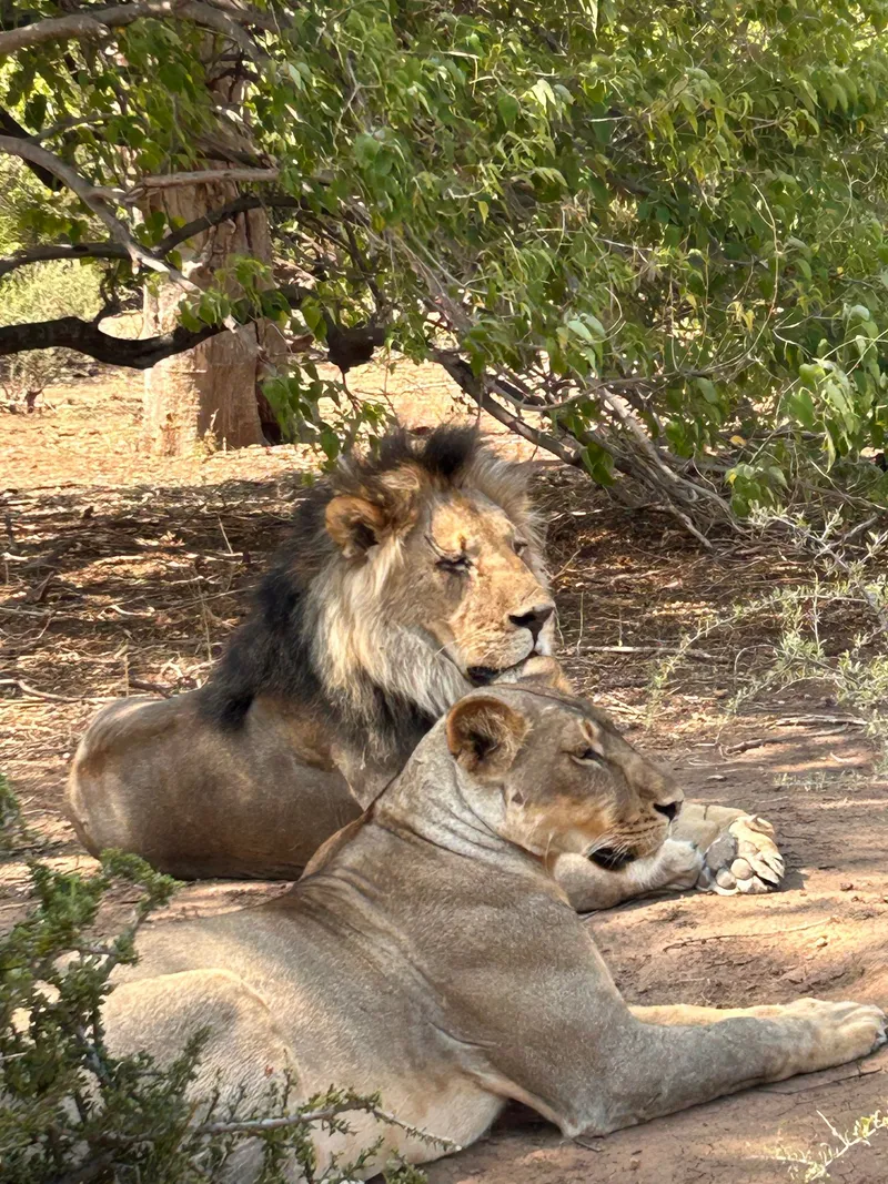 Lions safari.C83WQQOk - Big Five Safaris