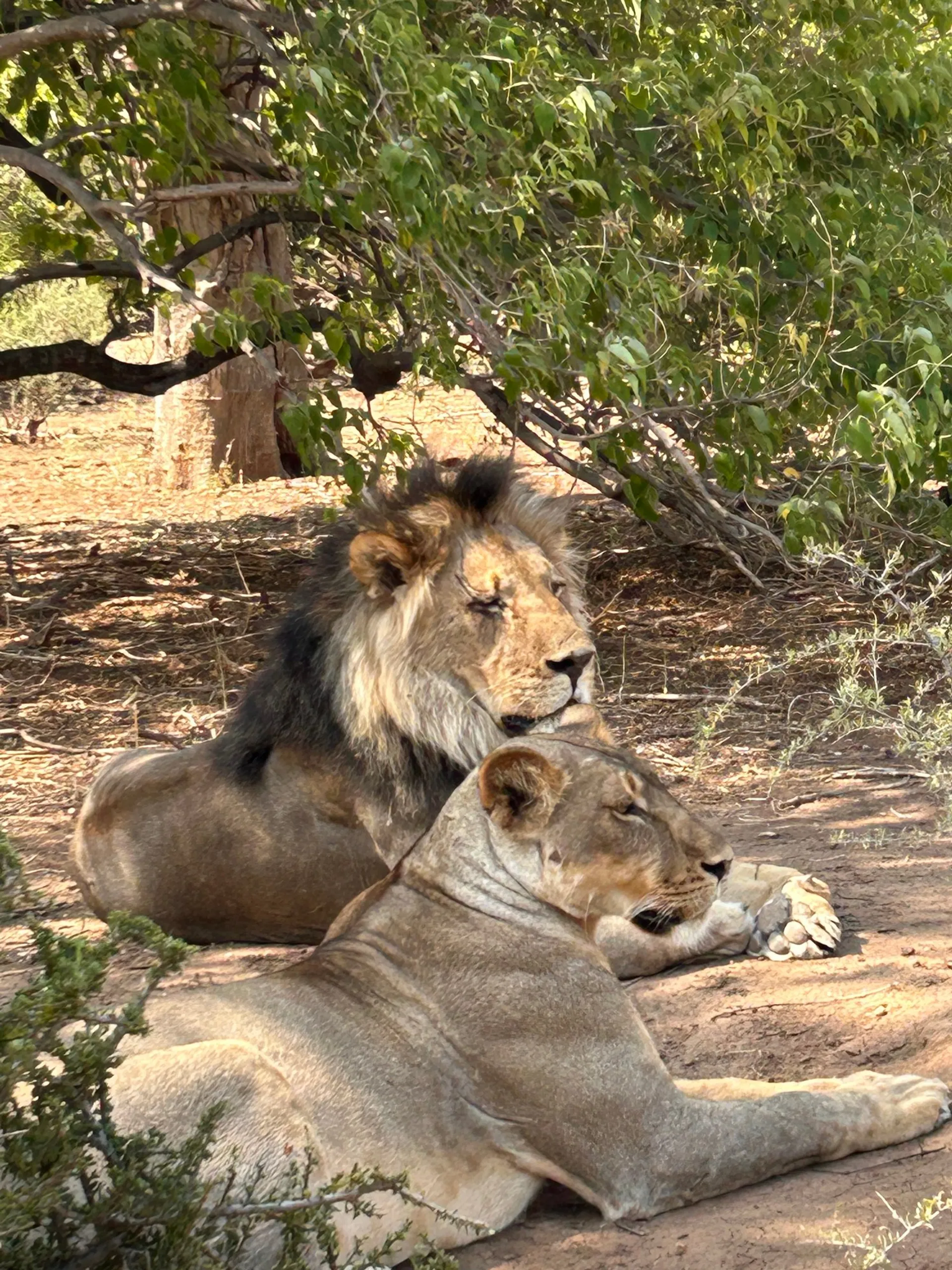 When Patience Pays Off: A Front-Row Seat to Mating Lions in Kruger