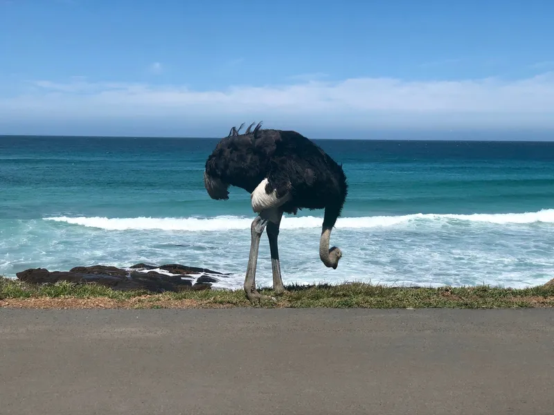 Ostrich at cape point.BgPfcAkL - Cape Point & Cape of Good Hope