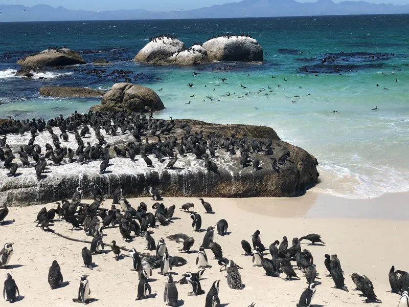 Penguins boulders beach 2.BSOxk7G3 - Penguins at Boulders Beach