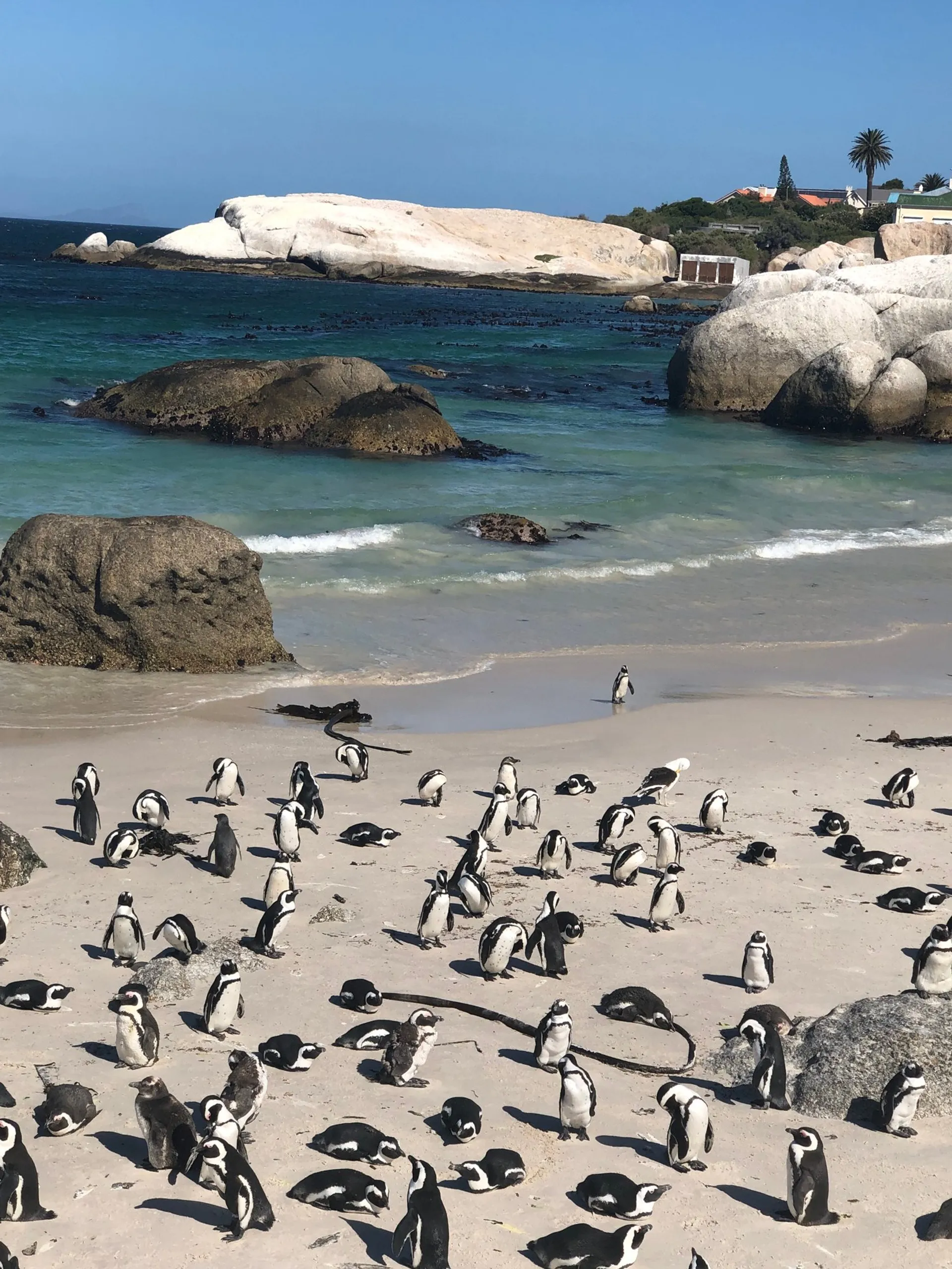 Penguins at Boulders Beach