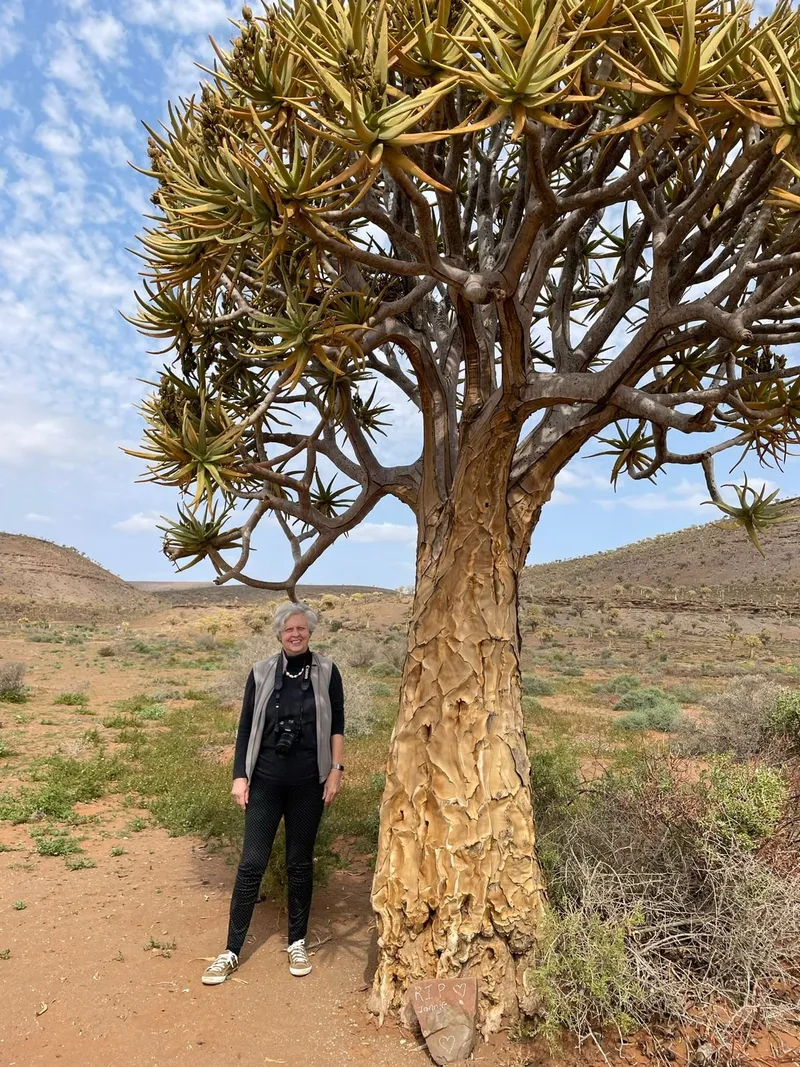 Quiver tree namaqualand jpg.BaaPxuwn - Northern Cape Wildflowers