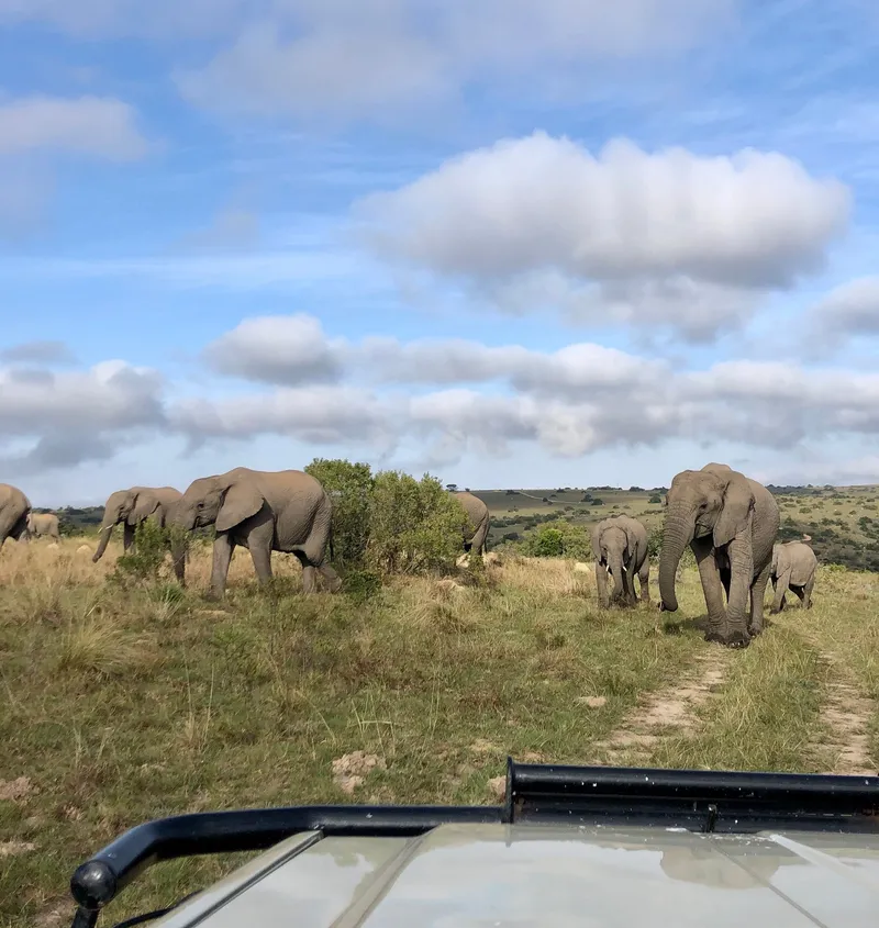 Safari eastern cape.Jp GR_Vc - Big Five Safaris