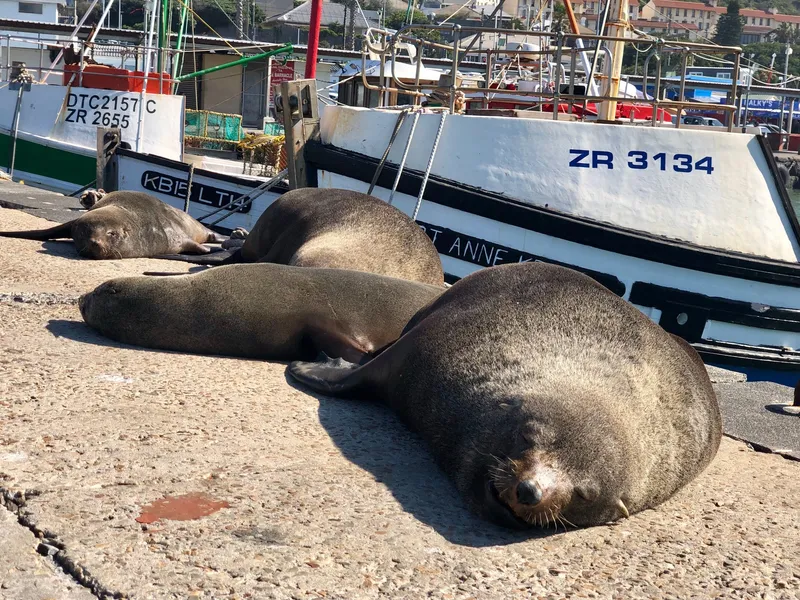 Seals hout bay.GolD6JWT - Cape Point & Cape of Good Hope