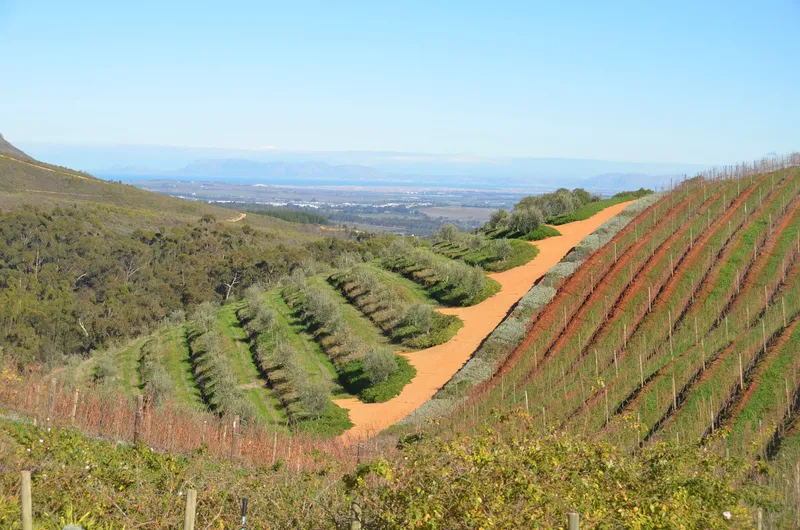 Tokara wines.DDpW_Ztn - Cape Winelands Tour