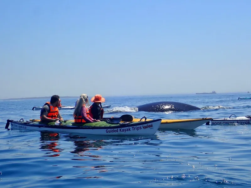 Whales table bay.Ct2Zf8sb - Hermanus & Hemel-en-Aarde