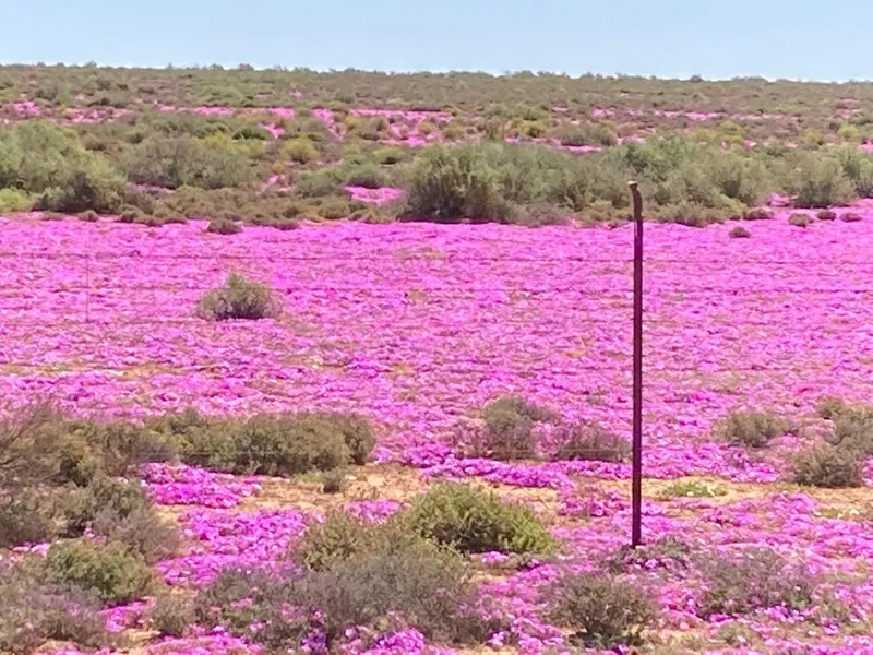 Wild flowers namaqualand.CJBF5Jsz - Northern Cape Wildflowers
