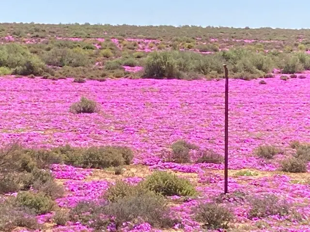 Northern Cape Wildflowers