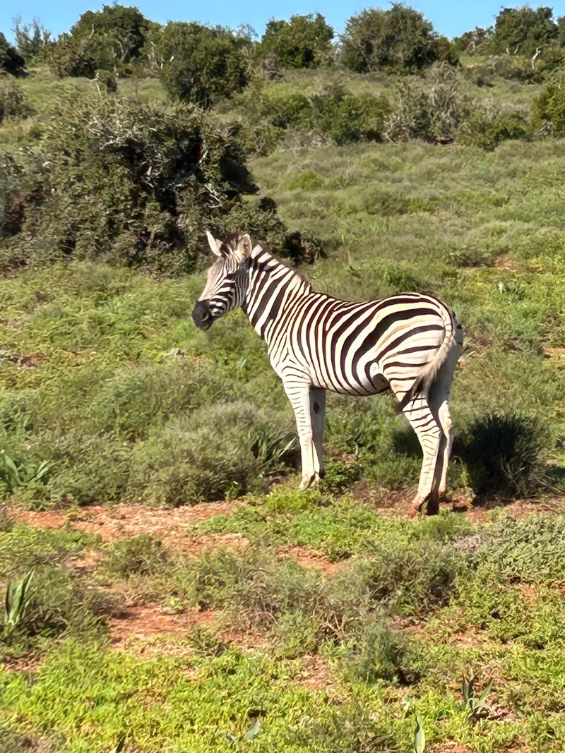 Zebra addo national park.CZVO1x4j - Big Five Safaris